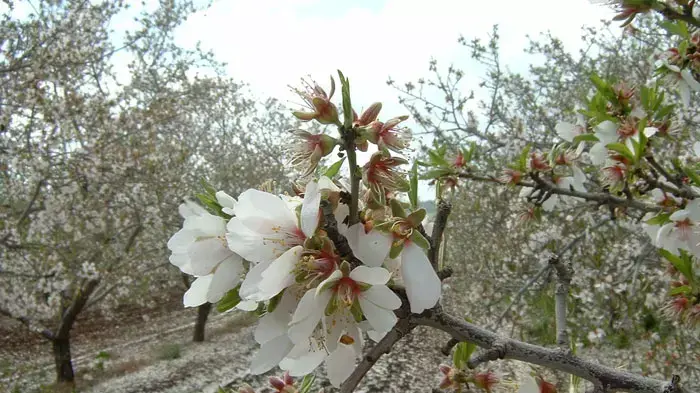 שקדייה, כפר תבור שקדייה, כפר תבור