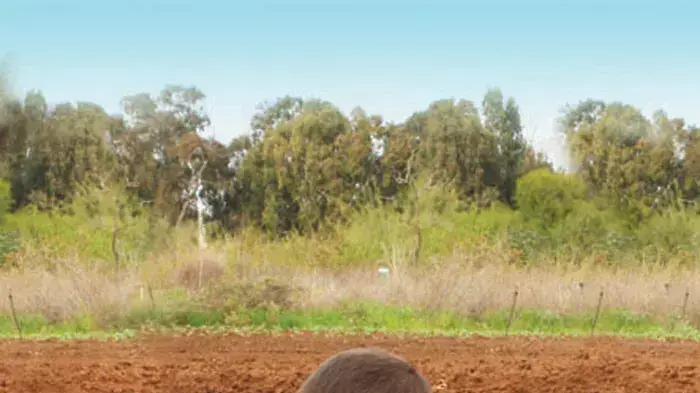 נטיעות ט"ו בשבט, החווה תל אביב נטיעות ט"ו בשבט, החווה תל אביב