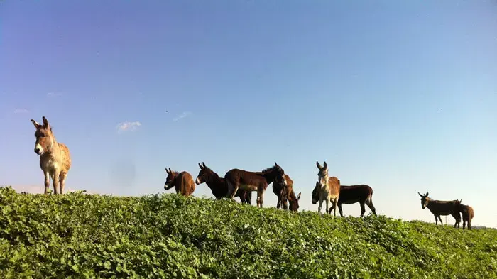 חמורים וסוסים משוחררים לטבע, אגודת צער בעלי חיים חמורים וסוסים משוחררים לטבע, אגודת צער בעלי חיים