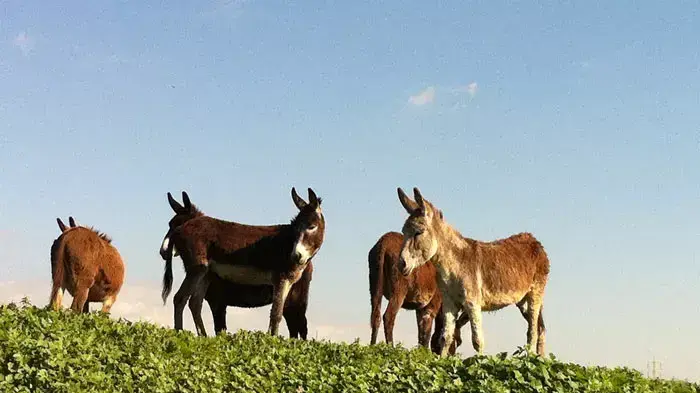חמורים וסוסים משוחררים לטבע, אגודת צער בעלי חיים