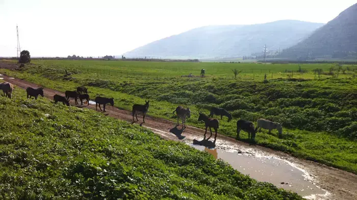 חמורים וסוסים משוחררים לטבע, אגודת צער בעלי חיים חמורים וסוסים משוחררים לטבע, אגודת צער בעלי חיים