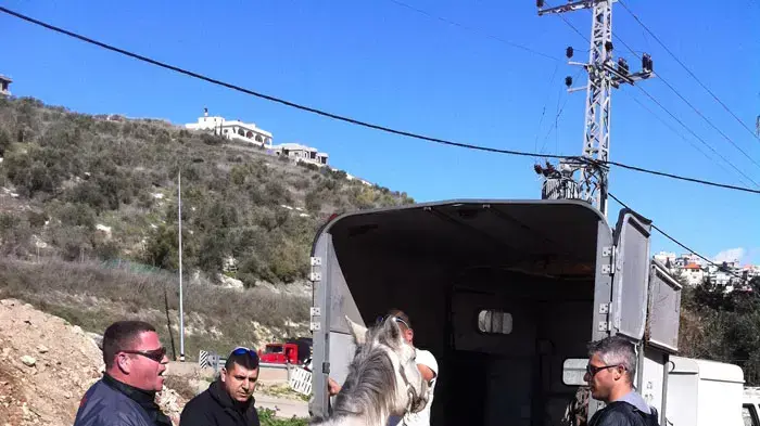 חמורים וסוסים משוחררים לטבע, אגודת צער בעלי חיים חמורים וסוסים משוחררים לטבע, אגודת צער בעלי חיים