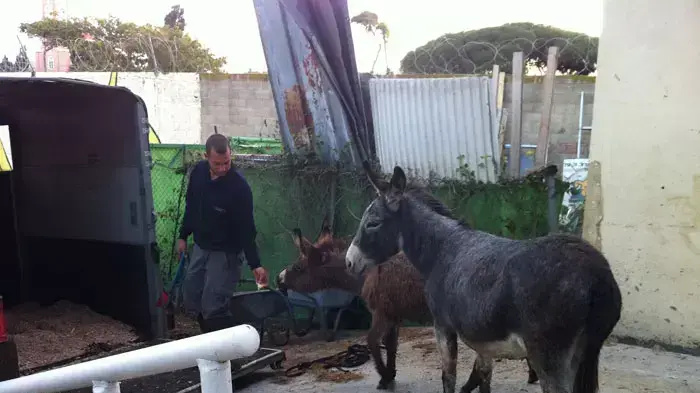 חמורים וסוסים משוחררים לטבע, אגודת צער בעלי חיים חמורים וסוסים משוחררים לטבע, אגודת צער בעלי חיים