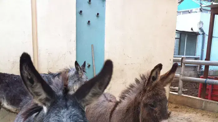חמורים וסוסים משוחררים לטבע, אגודת צער בעלי חיים חמורים וסוסים משוחררים לטבע, אגודת צער בעלי חיים