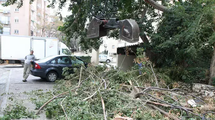 עץ קרס על רכב בנתניה , פברואר 2012 עץ קרס על רכב בנתניה , פברואר 2012