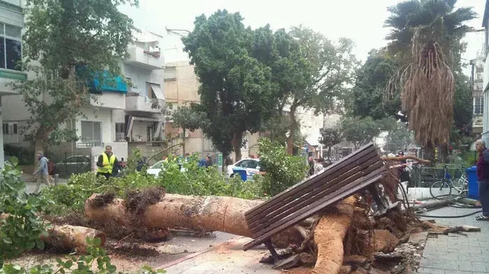 עץ נפל ברחוב המלך ג'ורג' בתל אביב בעקבות הסופה