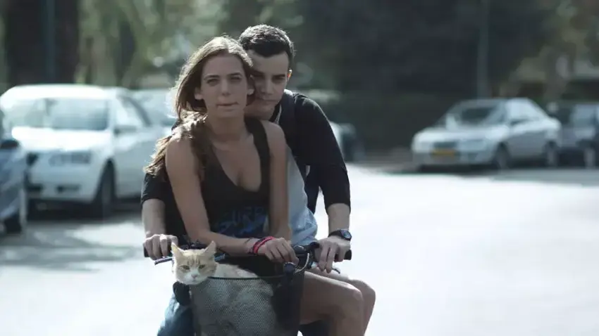 חתולים על סירת פדלים חתולים על סירת פדלים