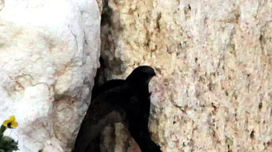 עיריית ירושלים, עמותת "ידידי הסיסים" והחברה להגנת הטבע ערכו הערב בכותל המערבי אירוע לקבלת פניהם של סיסי החומות עם שובם לכותל המערבי, מרץ 2012 עיריית ירושלים, עמותת "ידידי הסיסים" והחברה להגנת הטבע ערכו הערב בכותל המערבי אירוע לקבלת פניהם של סיסי החומות עם שובם לכותל המערבי, מרץ 2012