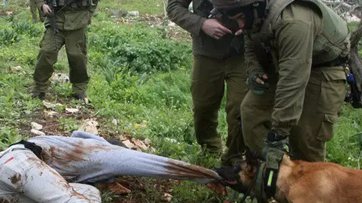 כלב צה"ל נושך פלסטיני כלב צה"ל נושך פלסטיני
