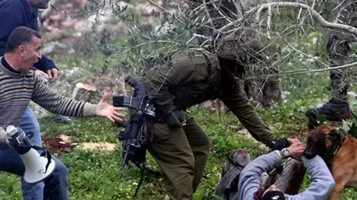 כלב צה"ל נושך פלסטיני