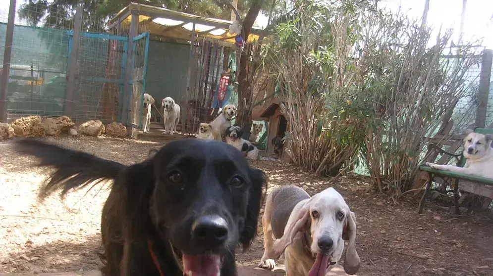 כלבים בפנסיון "פנסיון משפחתי זמיר" כלבים בפנסיון "פנסיון משפחתי זמיר"
