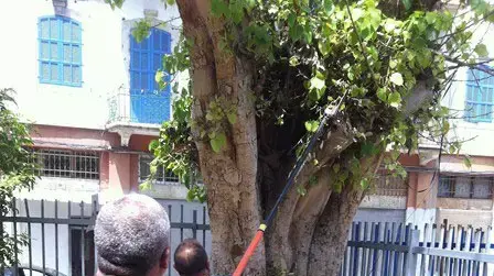 נחשים בגן ילדים ביפו נחשים בגן ילדים ביפו