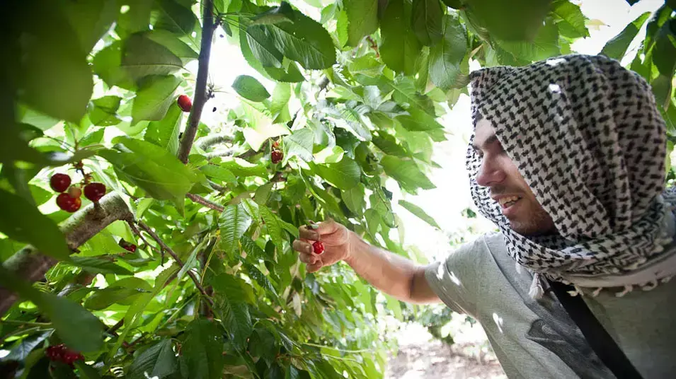 התנחלות עופרה, מאי 2012 התנחלות עופרה, מאי 2012