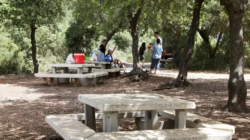 שבועות: מטיילים בכרמל שבועות: מטיילים בכרמל