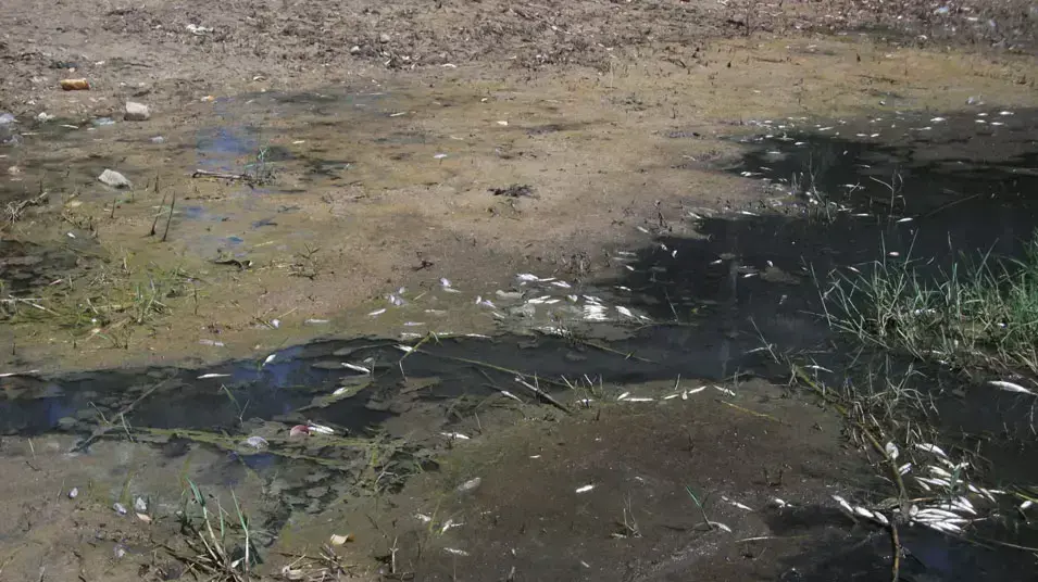 אלפי דגי סרדינים נראו צפים מתים לאורך צפון מערב הכנרת אלפי דגי סרדינים נראו צפים מתים לאורך צפון מערב הכנרת
