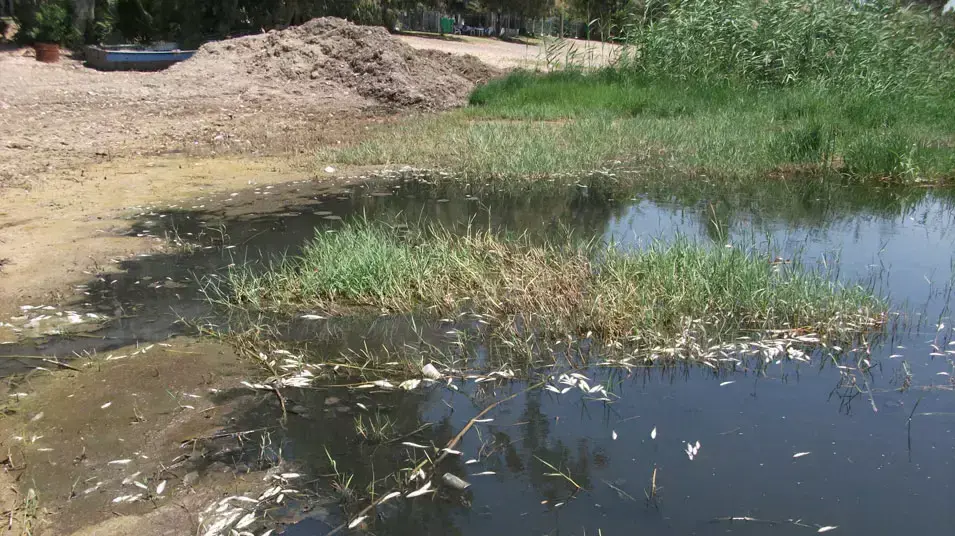 אלפי דגי סרדינים נראו צפים מתים לאורך צפון מערב הכנרת אלפי דגי סרדינים נראו צפים מתים לאורך צפון מערב הכנרת
