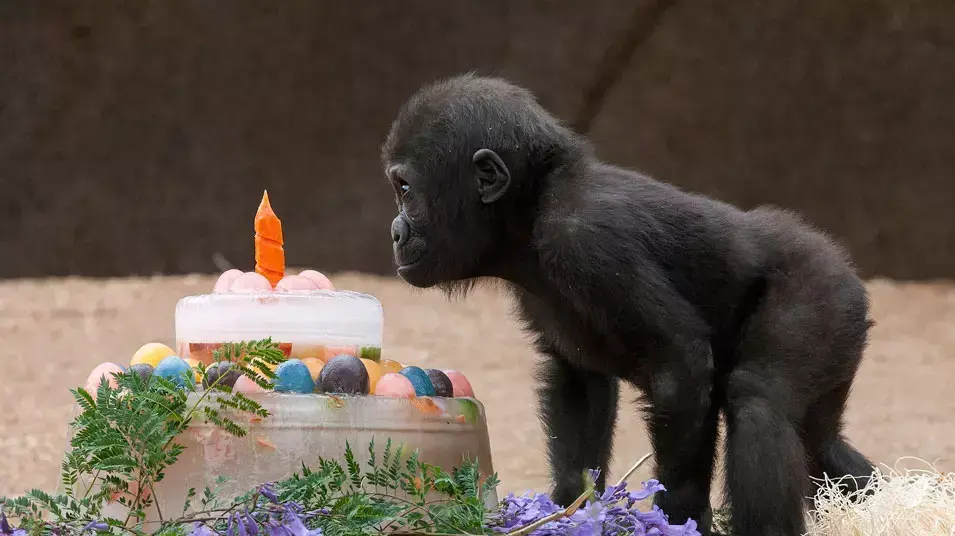 גורילה תינוק חוגגת יום הולדת, קליפורניה. 15.6.2012
