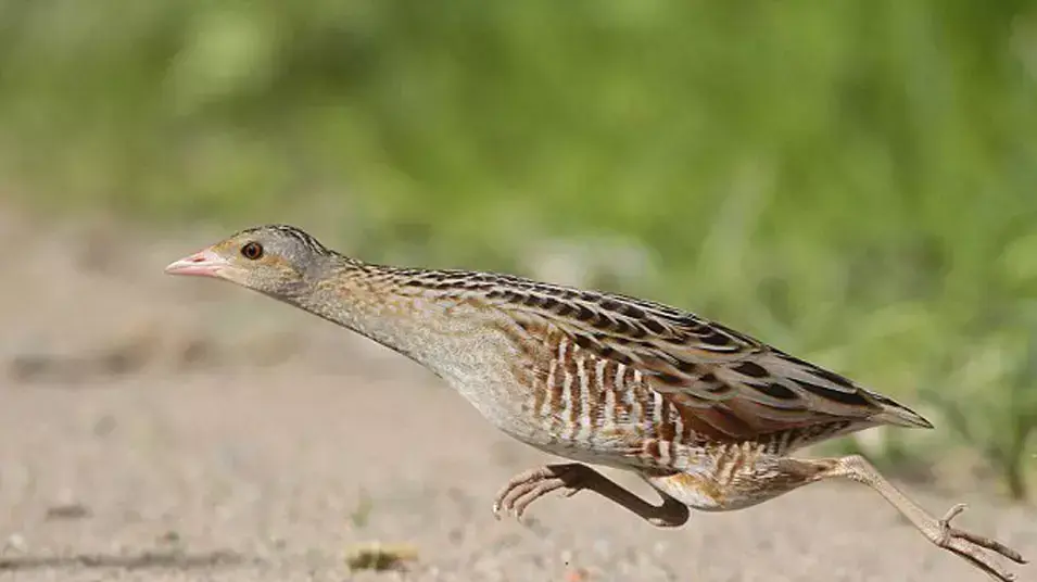 תחרות צילומי ציפורים תחרות צילומי ציפורים