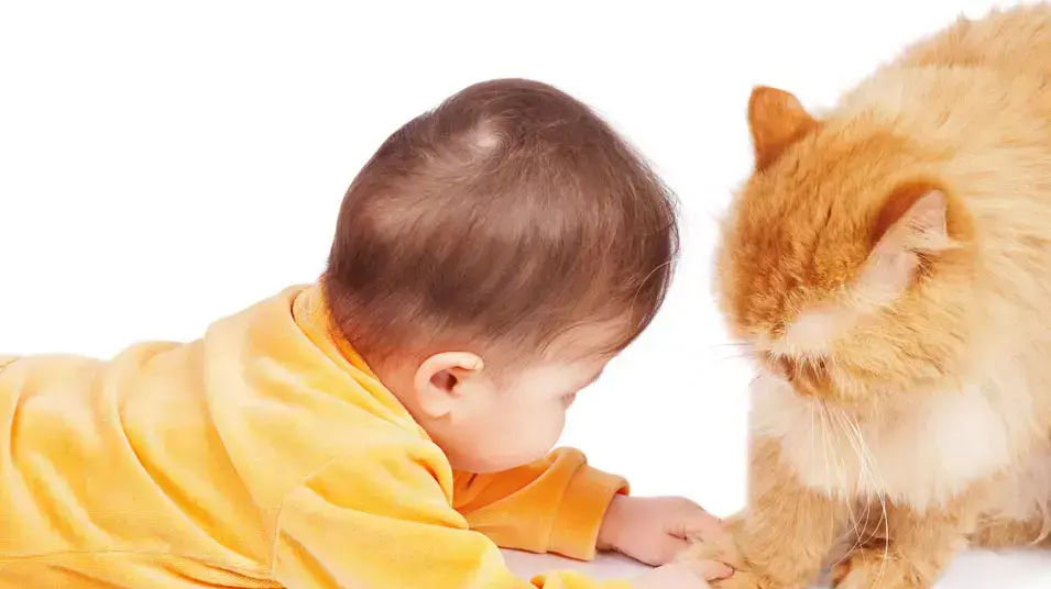 תינוק מתקלח ומשחק עם חתול תינוק מתקלח ומשחק עם חתול