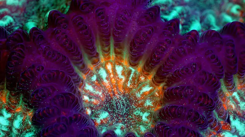 אלמוג חי בשם green brain coral.