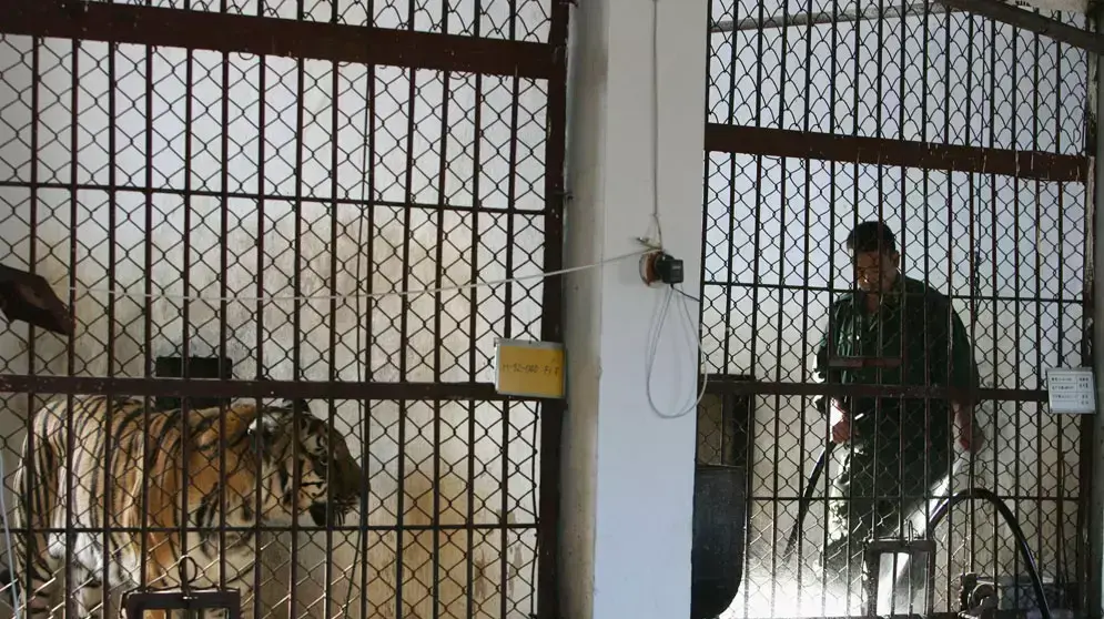 טיגריס סיבירי בגן חיות במחוז חיילונגג'יאנג בסין טיגריס סיבירי בגן חיות במחוז חיילונגג'יאנג בסין
