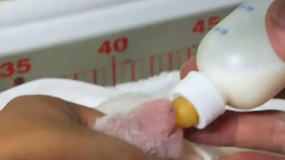 דוב פנדה שנולד בגן החיות אונאו, טוקיו, יפן, יולי 2012 דוב פנדה שנולד בגן החיות אונאו, טוקיו, יפן, יולי 2012