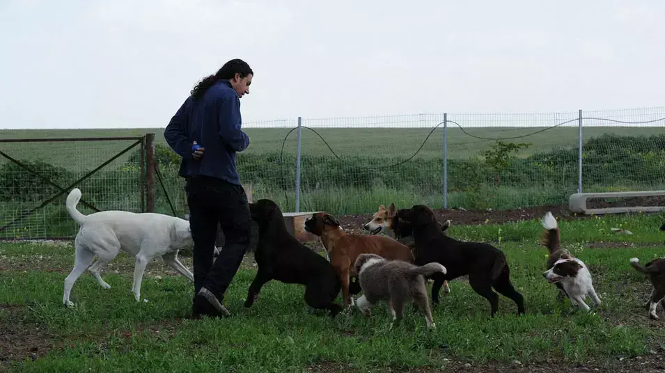 המאלף שוקי קדוש בזמן אילוף כלבים קבוצתי המאלף שוקי קדוש בזמן אילוף כלבים קבוצתי