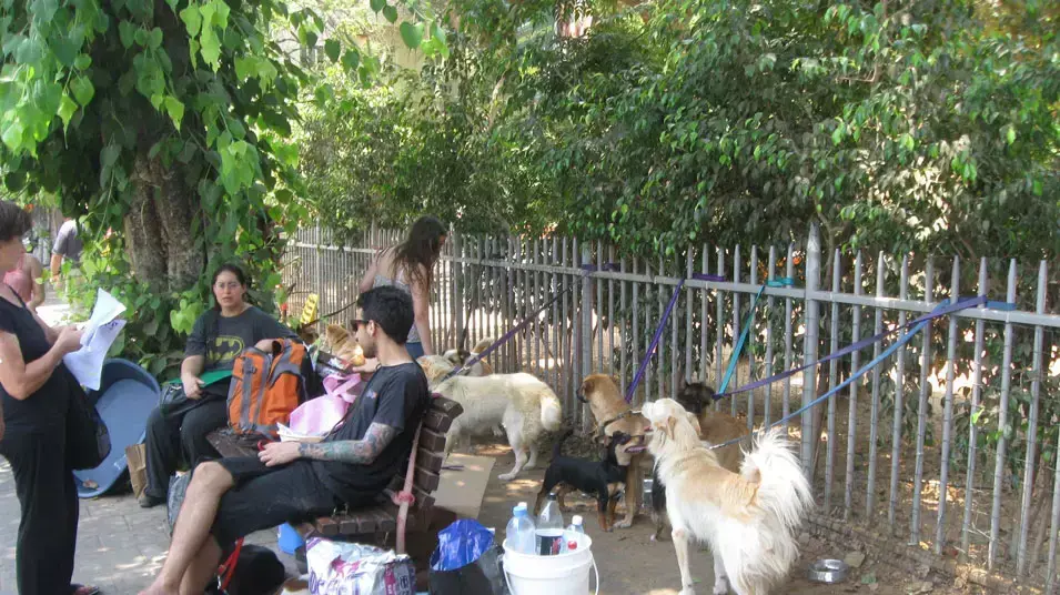 כלבים לאימוץ של עמותת "חברים לחיים", בפינה הקבועה ברחוב קינג ג'ורג', תל אביב