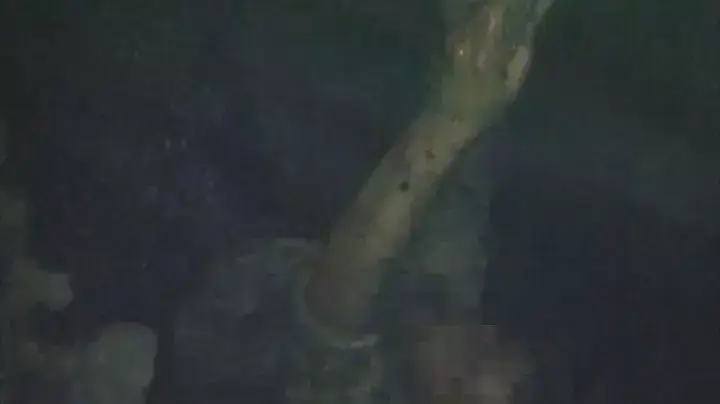 חשוד שניסה לגנוב בקר חולץ מתוך בור ספיגה