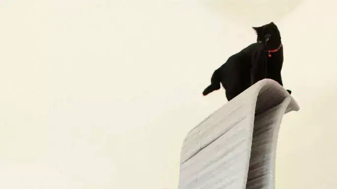 CATNESS, כיסא לחתולים ולבעליו בעיצוב עטרה אייגן מ"בצלאל" CATNESS, כיסא לחתולים ולבעליו בעיצוב עטרה אייגן מ"בצלאל"