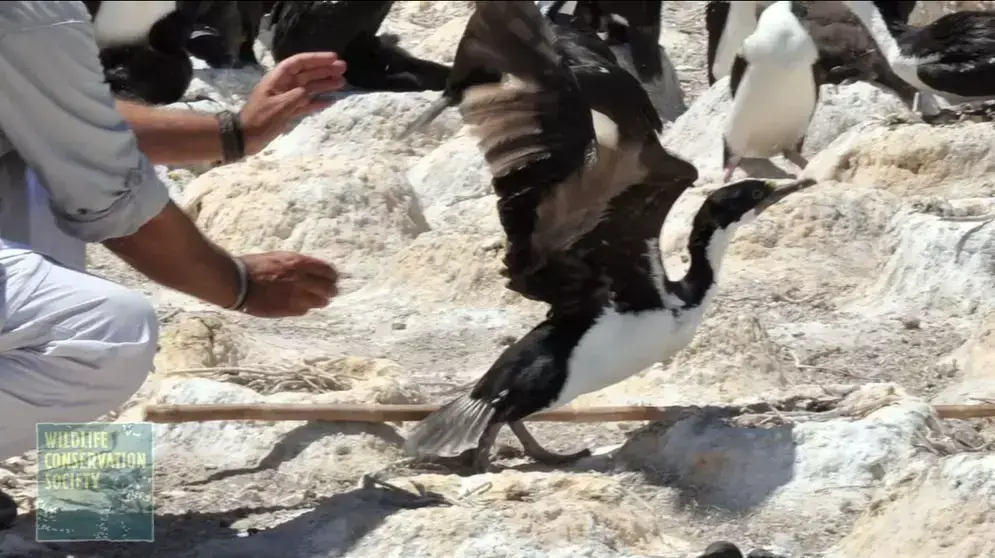 מתוך סרטון המתעד ציפור צוללת במי אוקיינוס ודגה נחש ים