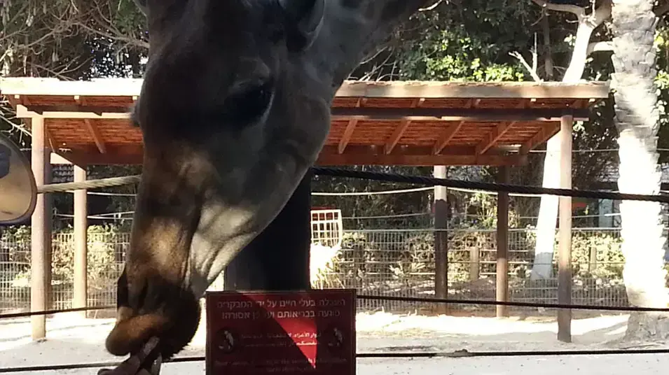 הג'ירף ג'אבר נהרג בגלל שקית חטיפים בגן החיות קריית מוצקין, אוגוסט 2012 הג'ירף ג'אבר נהרג בגלל שקית חטיפים בגן החיות קריית מוצקין, אוגוסט 2012