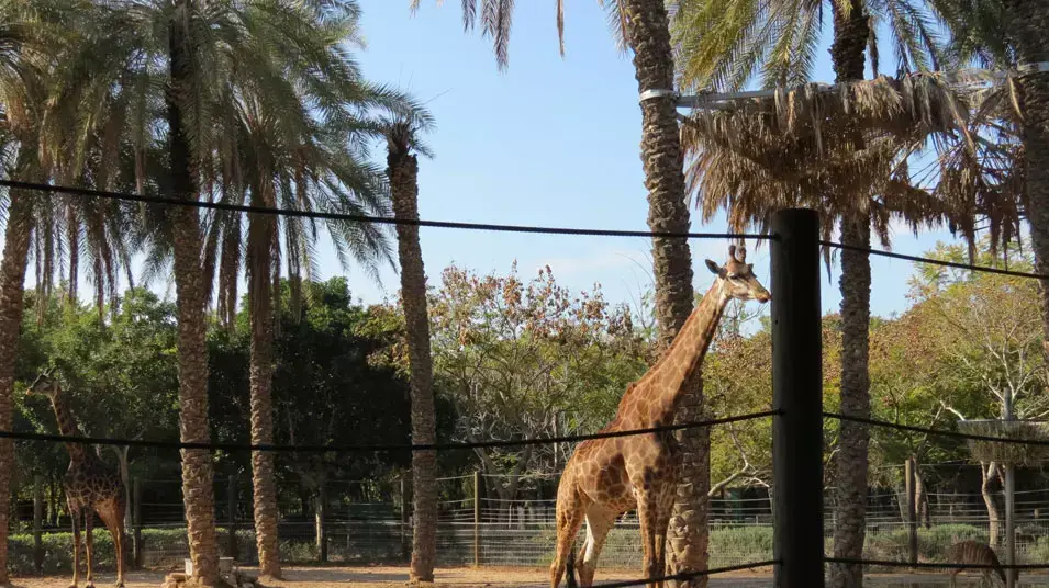 הג'ירף ג'אבר נהרג בגלל שקית חטיפים בגן החיות קריית מוצקין, אוגוסט 2012 הג'ירף ג'אבר נהרג בגלל שקית חטיפים בגן החיות קריית מוצקין, אוגוסט 2012