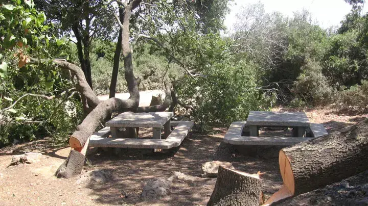 עצים שנכרתו בגן הלאומי פארק הכרמל, ספטמבר 2012