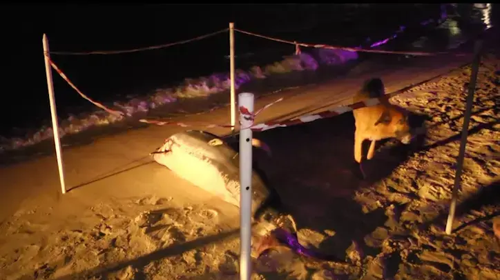 גופת דולפין נפלטה לחוף התופים בתל אביב