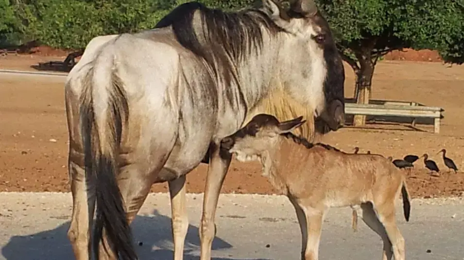 גנו נולד בספארי גנו נולד בספארי