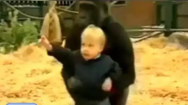 גורילה מחזיקה ילד