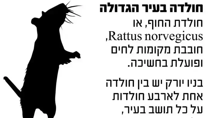 חולדה בעיר הגדולה2