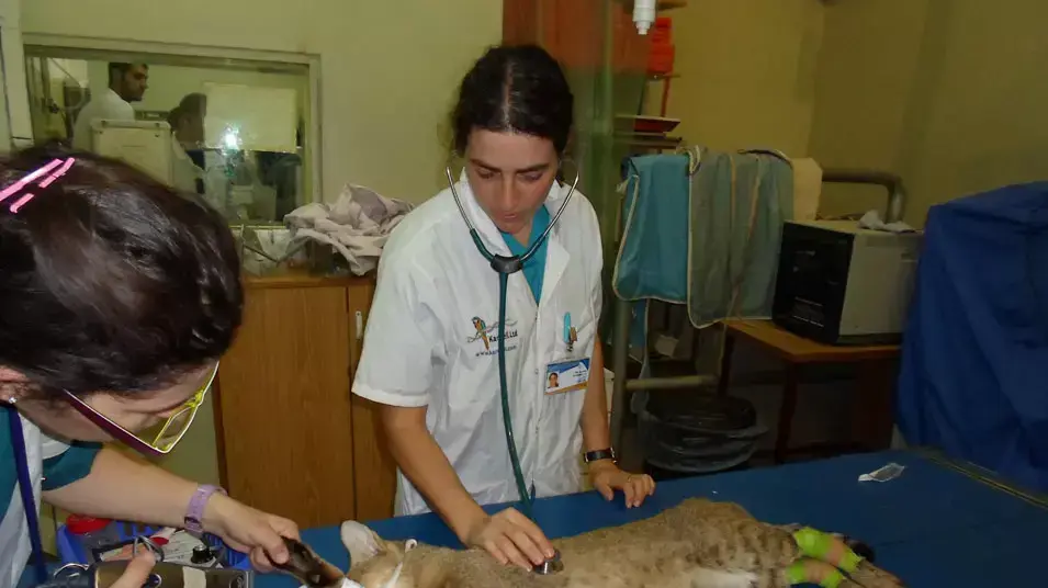 חתול ביצות מקבל תרומת דם חתול ביצות מקבל תרומת דם