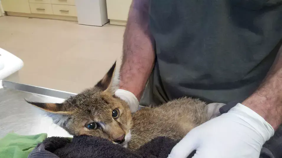 חתול ביצות אחרי תרומת דם חתול ביצות אחרי תרומת דם