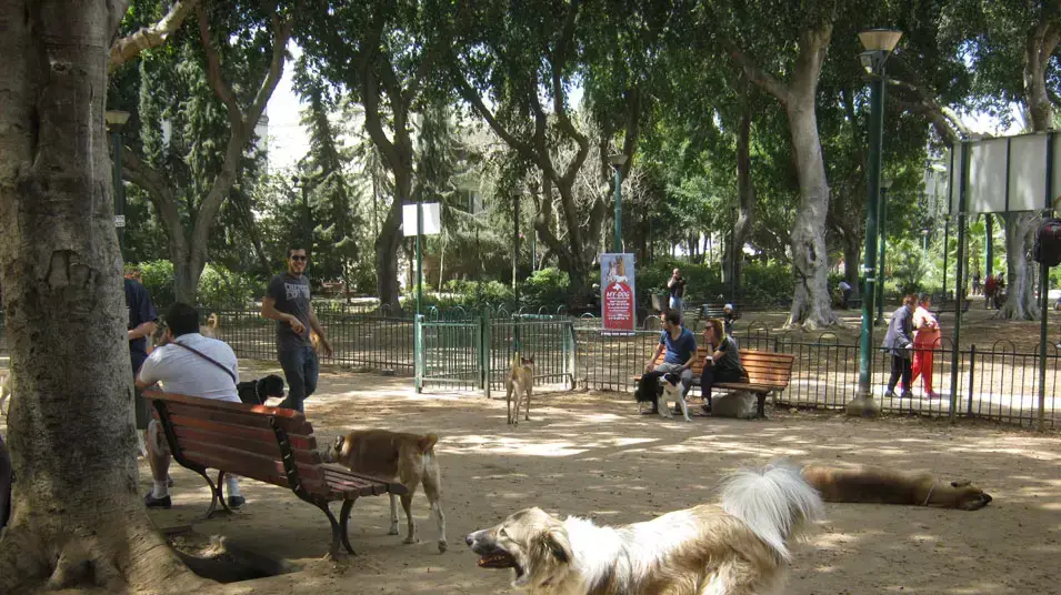 גינת כלבים גן מאיר