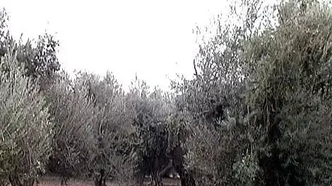 מטע זיתים מטע זיתים