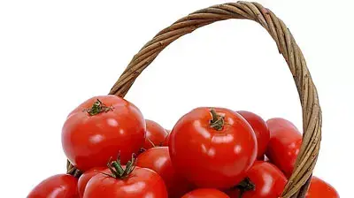 עגבניות