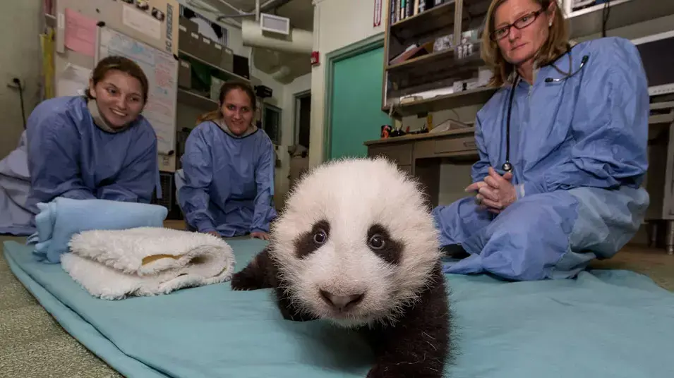 גור פנדה בגן החיות בסן דייגו, 19 אוקטובר 2012 גור פנדה בגן החיות בסן דייגו, 19 אוקטובר 2012