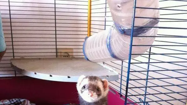 חמוסים חמוסים