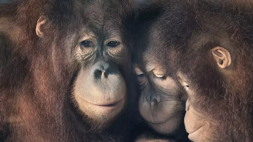 סדרת צילומים more than human סדרת צילומים more than human