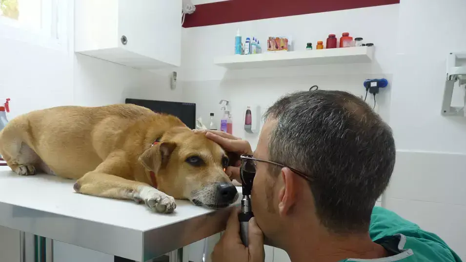 מרפאה וטרינרית הקליניקה מרפאה וטרינרית הקליניקה