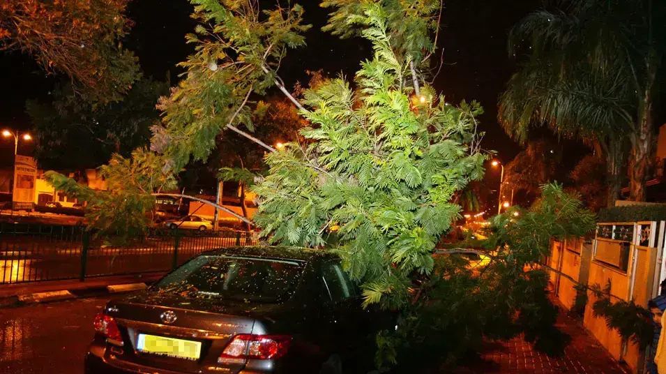 עץ קרס על רכב בחדרה, ינואר 2013 עץ קרס על רכב בחדרה, ינואר 2013