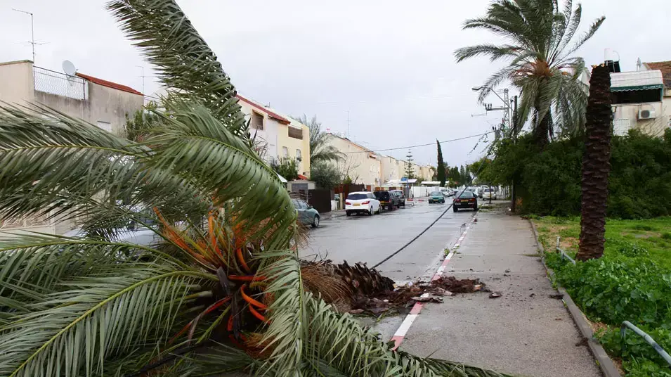 עץ קרס בחדרה בגלל הסופה, ינואר 2013 עץ קרס בחדרה בגלל הסופה, ינואר 2013