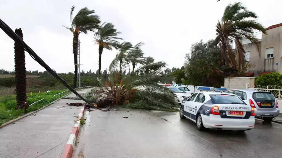 עץ קרס בחדרה עץ קרס בחדרה